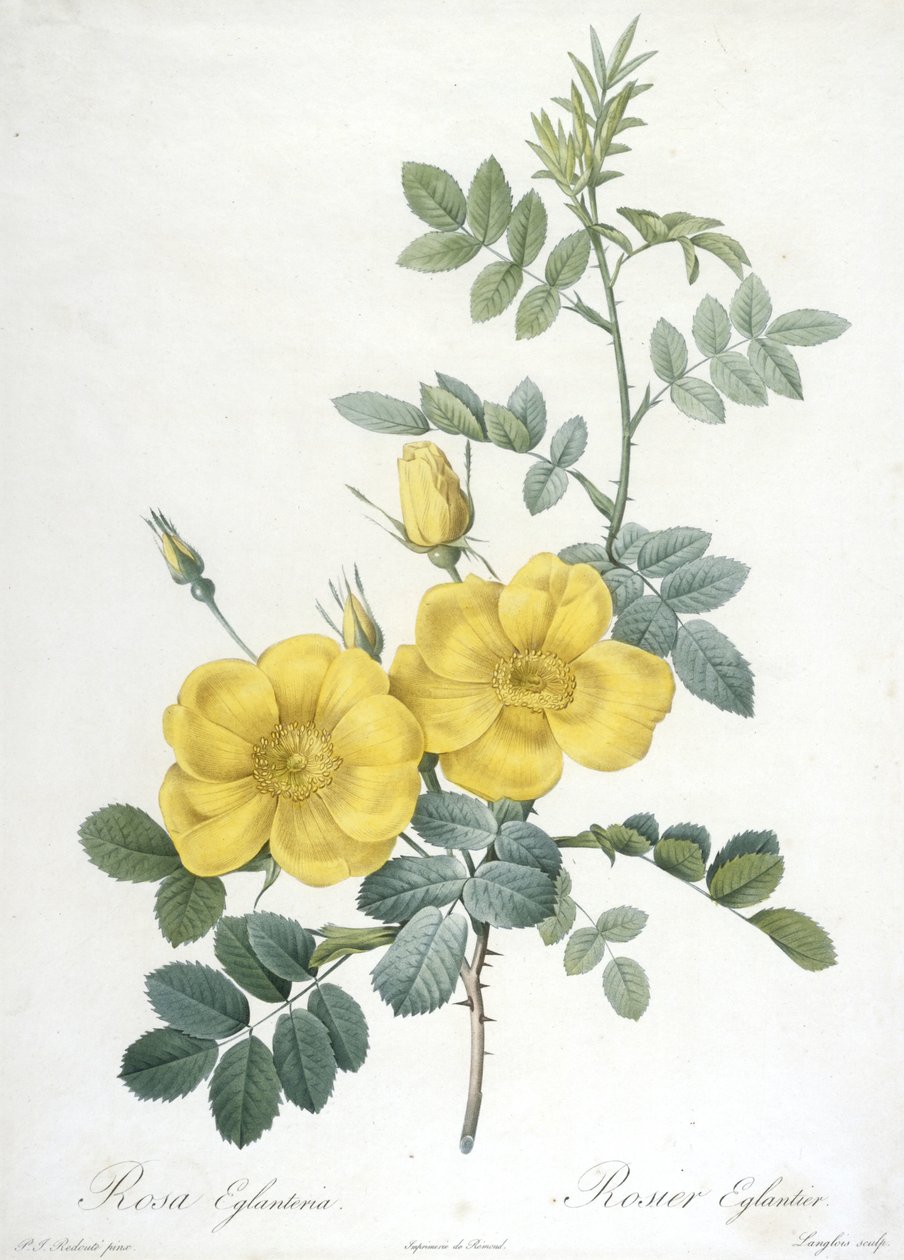 Rosa Eglanteria, Rosier Eglantier, a Les Roses-ból, 1817-24 (kézzel színezett stipple-metszet) alkotó: Pierre Joseph Redouté