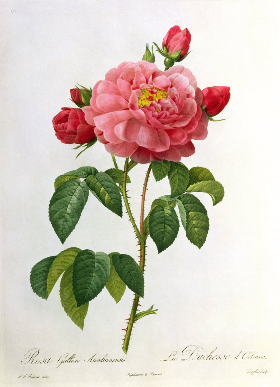 Rosa Gallica Aurelianensis, metszett: Eustache Hyacinthe Langlois (1777-1837) alkotó: Pierre Joseph Redouté