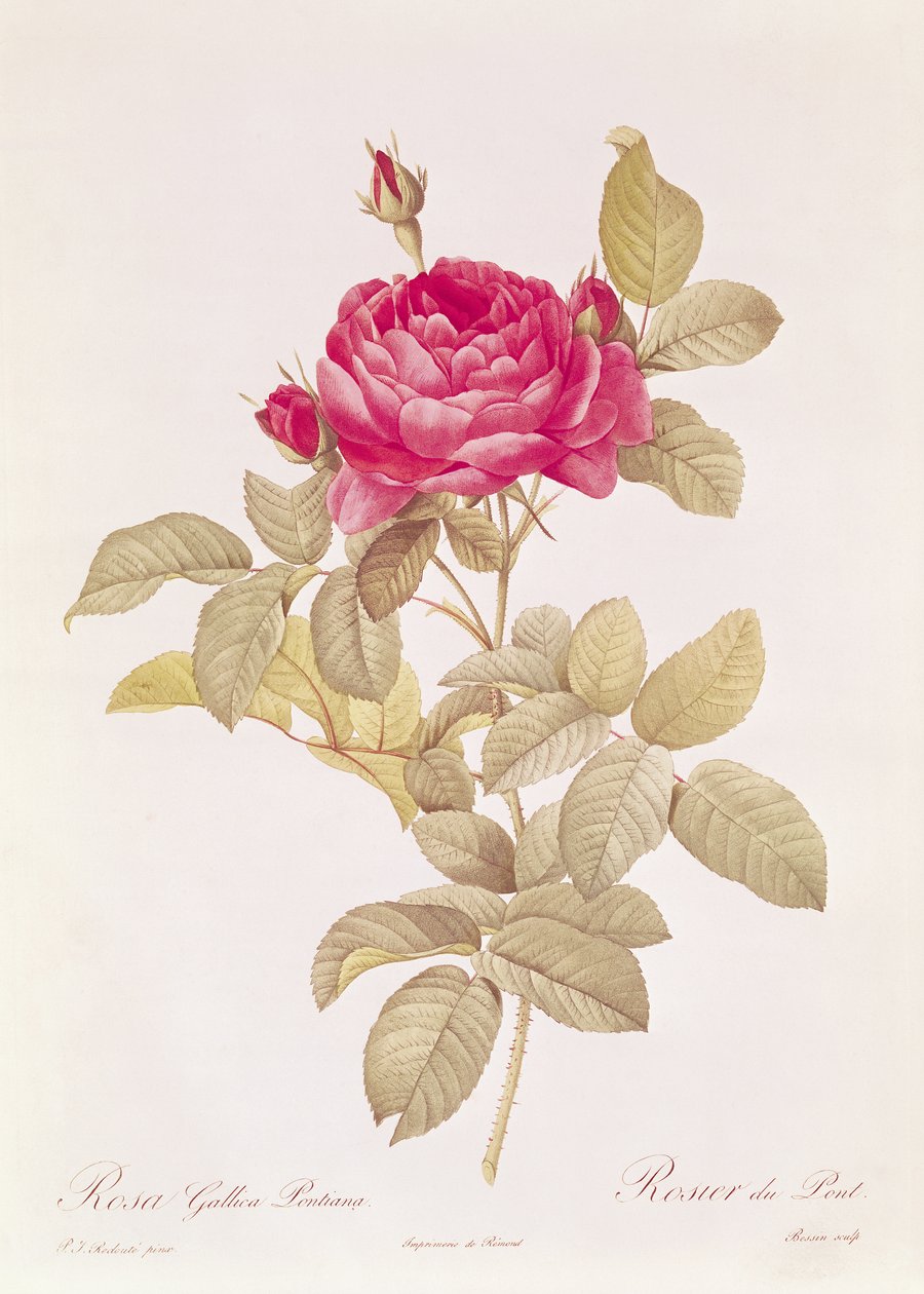 Rosa Gallica Pontiana, Claude Antoine Thory (1757-1827) „Les Roses” című művéből, Eustache Hyacinthe Langlois (1777-1837) metszete alkotó: Pierre Joseph Redouté