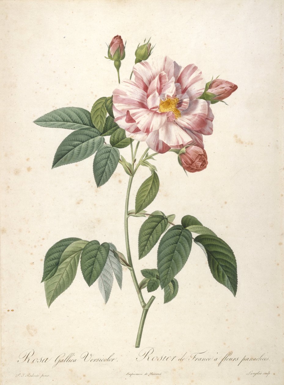 Rosa Gallica Versicolor, Rosier de France a fleurs panachees, Les Roses, 1817-24 (kézzel színezett stipple-metszet) alkotó: Pierre Joseph Redouté