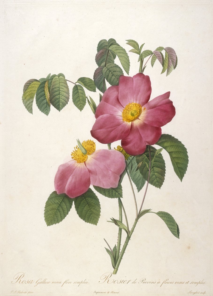 Rosa Gallica rosea flore simplici, Rosier de Provins a fleurs roses et simples, La Couronne Des Roses, 1817-24 (kézzel színezett stipple-metszet) alkotó: Pierre Joseph Redouté