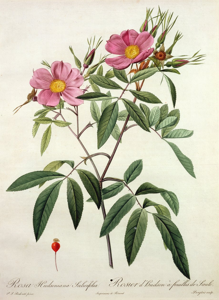 Rosa Hudsoniana Salicifolia, Langlois metszete, kiadó: Remond alkotó: Pierre Joseph Redouté