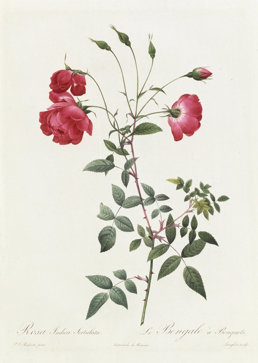 Rosa Indica Sertulata alkotó: Pierre Joseph Redouté