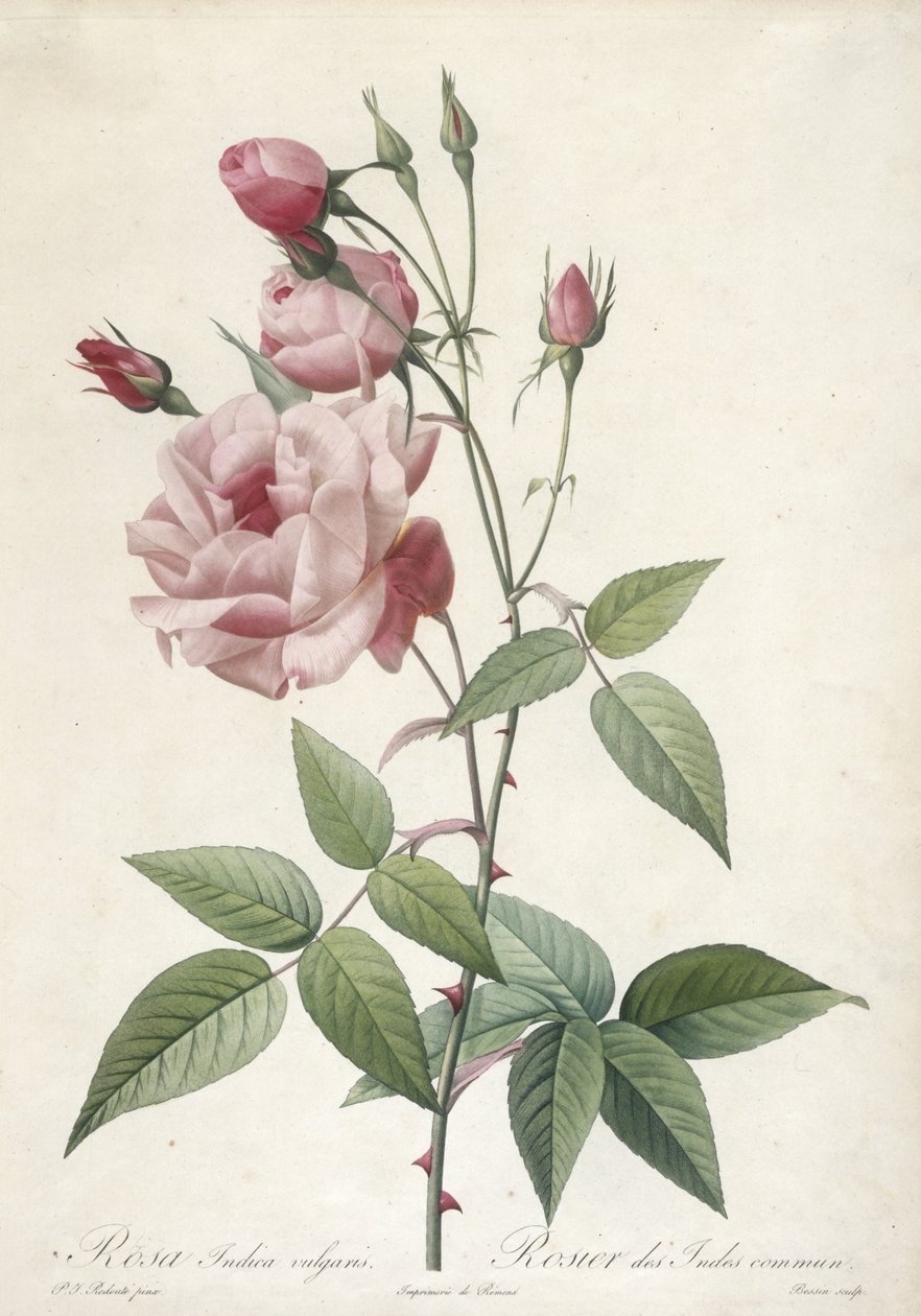 Rosa Indica vulgaris, közönséges indiai rózsa, a Les Roses-ból, 1817-24 (kézzel színezett stipple-metszet) alkotó: Pierre Joseph Redouté