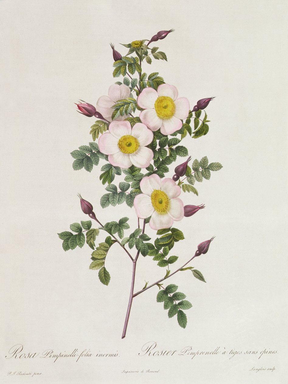 Rosa Pimpinelli-Folia Inermis alkotó: Pierre Joseph Redouté