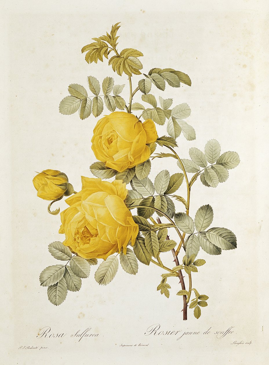 Rosa Sulfurea (Sárga rózsa) Claude Antoine Thory (1757-1827) „Les Roses” című művéből, Eustache Hyacinthe Langlois (1777-1837) metszete, 1817 alkotó: Pierre Joseph Redouté
