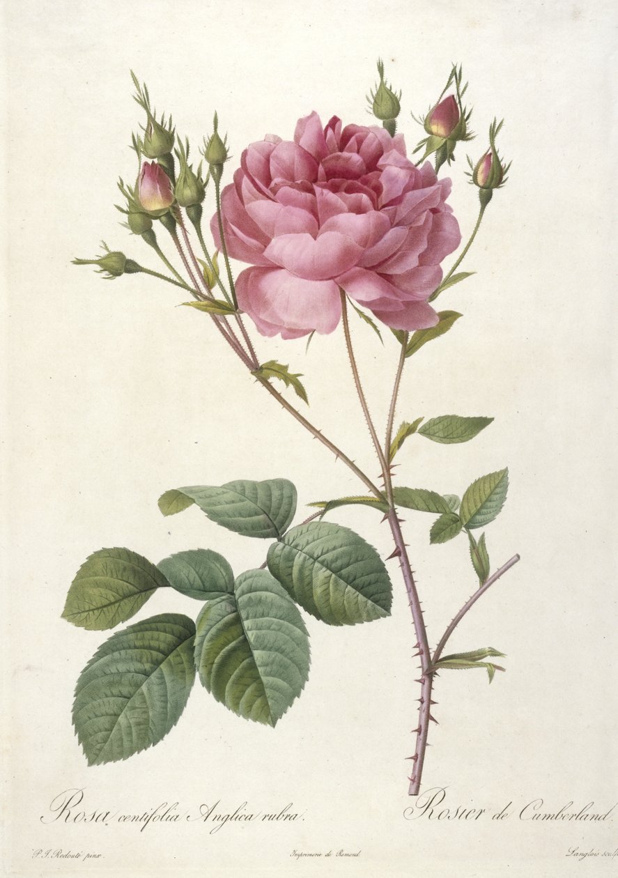 Rosa centifolia Anglica rubra, Rosier de Cumberland, a Les Roses-ból, 1817-24 (kézzel színezett stipple-metszet) alkotó: Pierre Joseph Redouté