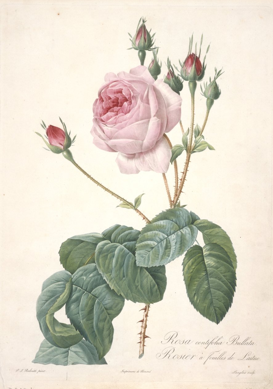 Rosa centifolia Bullata, rózsabokor salátalevéllel, a Les Roses-ból, 1817-24 (kézzel színezett foltmetszet) alkotó: Pierre Joseph Redouté