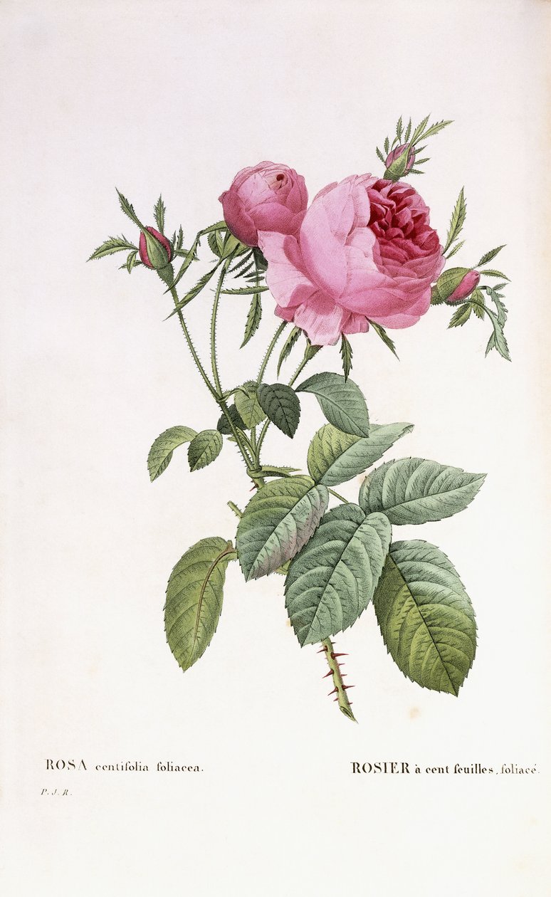 Rosa centifolia foliacea alkotó: Pierre Joseph Redouté