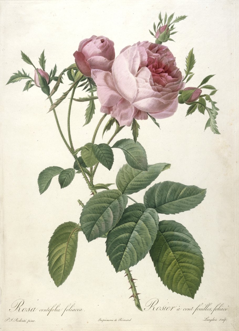 Rosa centifolia foliacea, Rosier a cent feuilles, levélzet, a Les Roses-tól, 1817-24 (kézzel színezett stipple-metszet) alkotó: Pierre Joseph Redouté