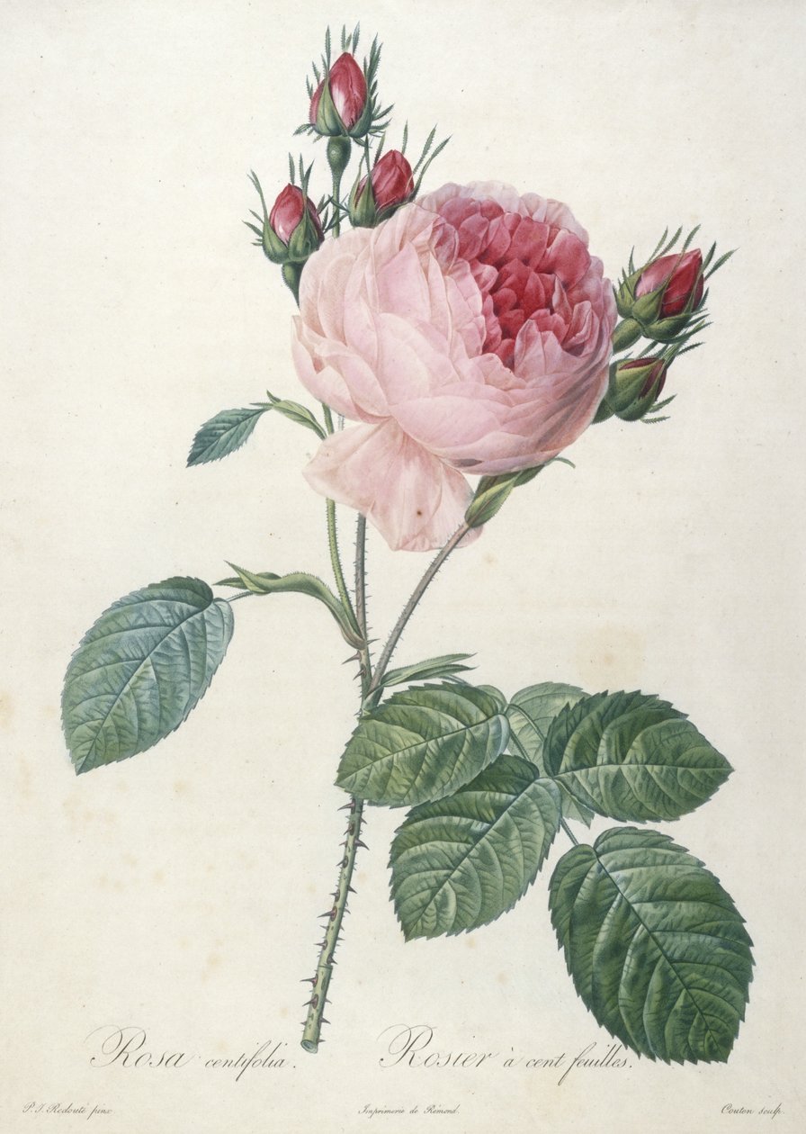 Rosa centifolia, Rosier a cent-feuilles, a Les Roses-tól, 1817-24 (kézzel színezett stipple-metszet) alkotó: Pierre Joseph Redouté
