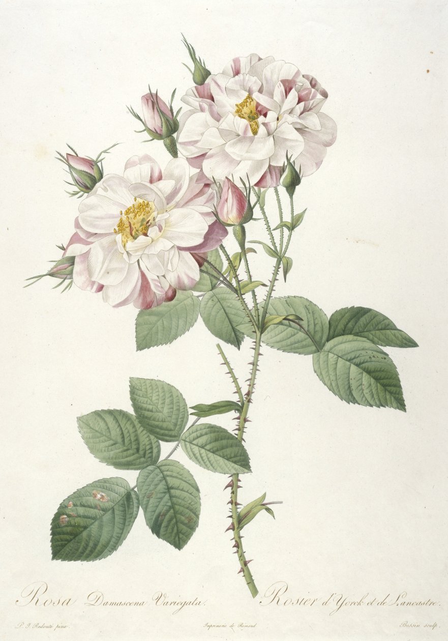 Rosa damascene variegata, Rosier d’Yorck et de Lancastre, La Couronne des Roses, 1817-24 (kézzel színezett foltmetszet) alkotó: Pierre Joseph Redouté