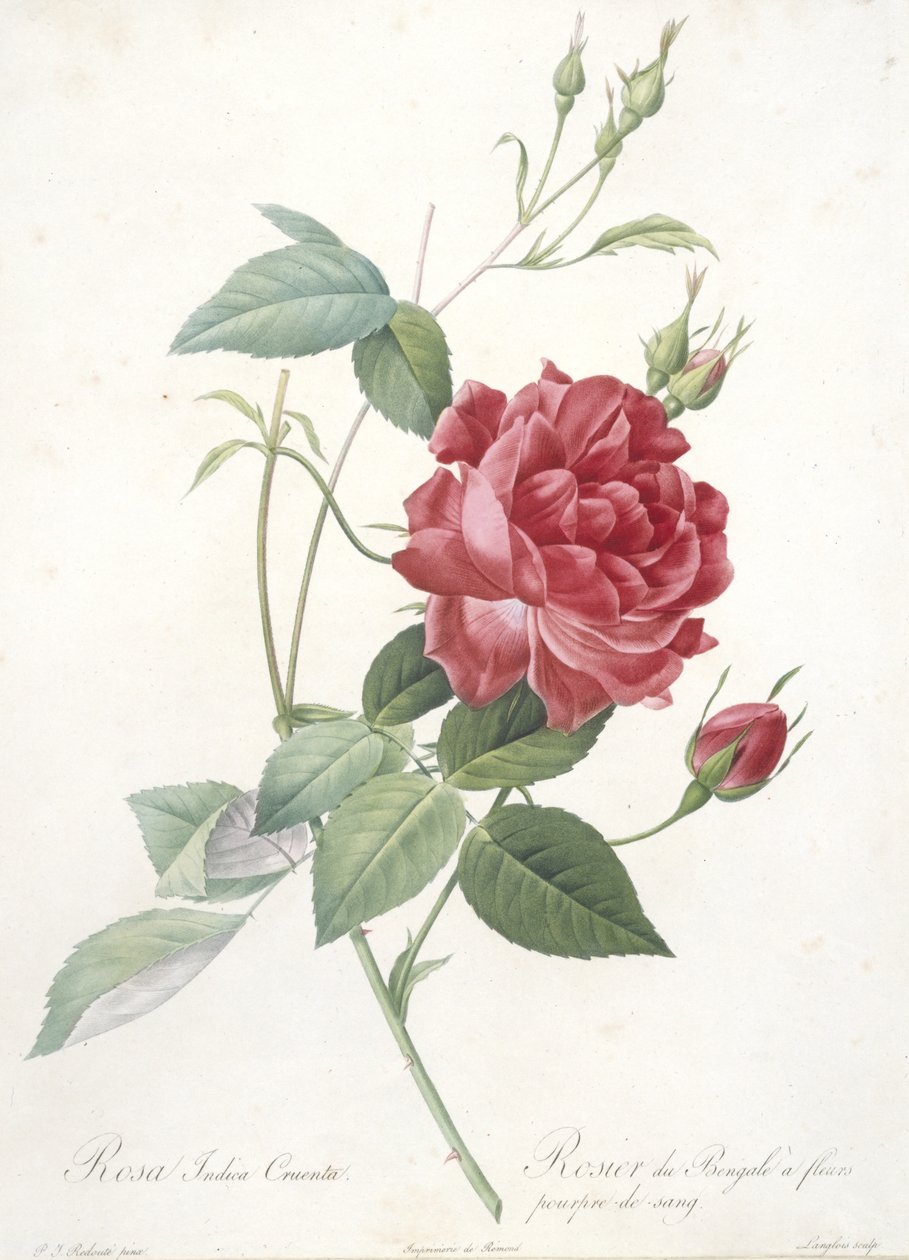 Rosa indica cruenta, bengáli rózsa vérbíbor virágokkal, a Les Roses-ból, 1817-24 (kézzel színezett foltmetszet) alkotó: Pierre Joseph Redouté