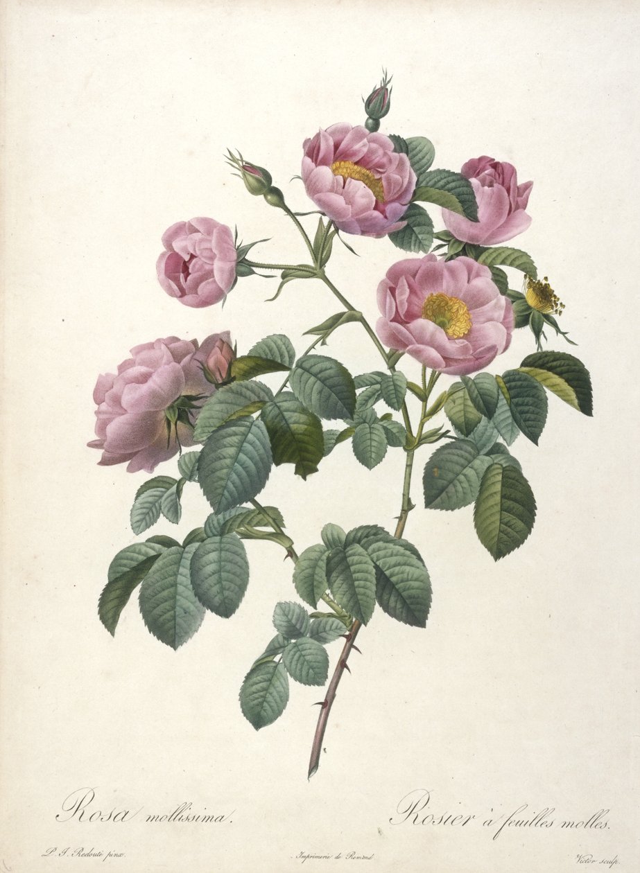 Rosa mollissima, Lágy rózsa, a Les Roses-ból, 1817-24 (kézzel színezett stipple-metszet) alkotó: Pierre Joseph Redouté