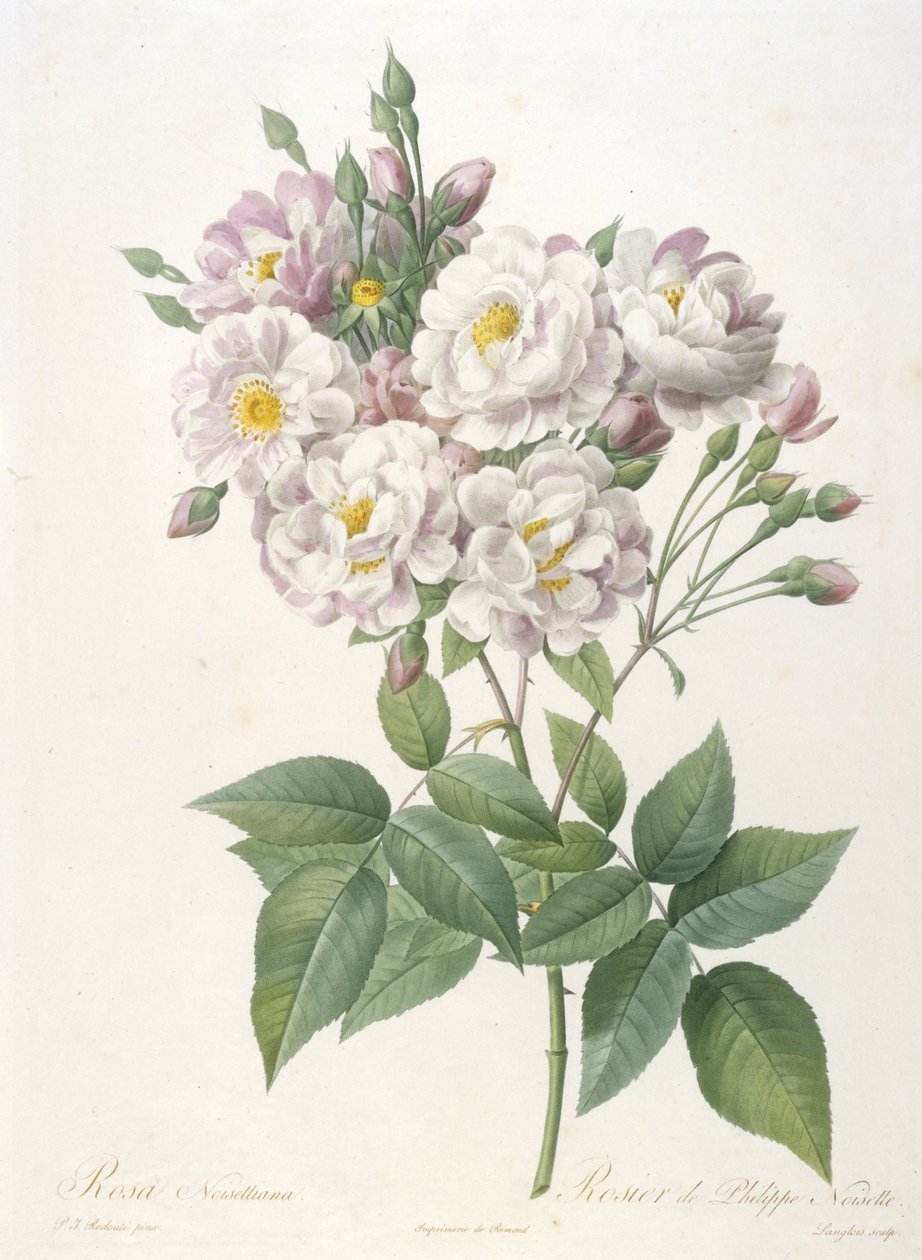 Rosa noisettiana, Rosier de Philippe de Noisette, La Couronne des Roses-ból, 1817-24 (kézzel színezett stipple-metszet) alkotó: Pierre Joseph Redouté