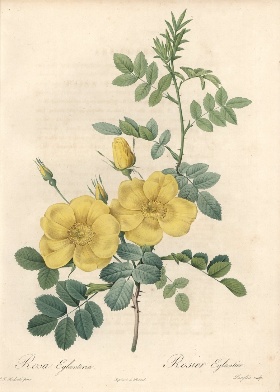 Rosa rubigineux sárga rózsákkal (Rosa rubiginosa) – Eau forte de Langlois, Pierre Joseph Redoute (1759-1840) illusztrációja alapján, a Les Rosesból alkotó: Pierre Joseph Redouté