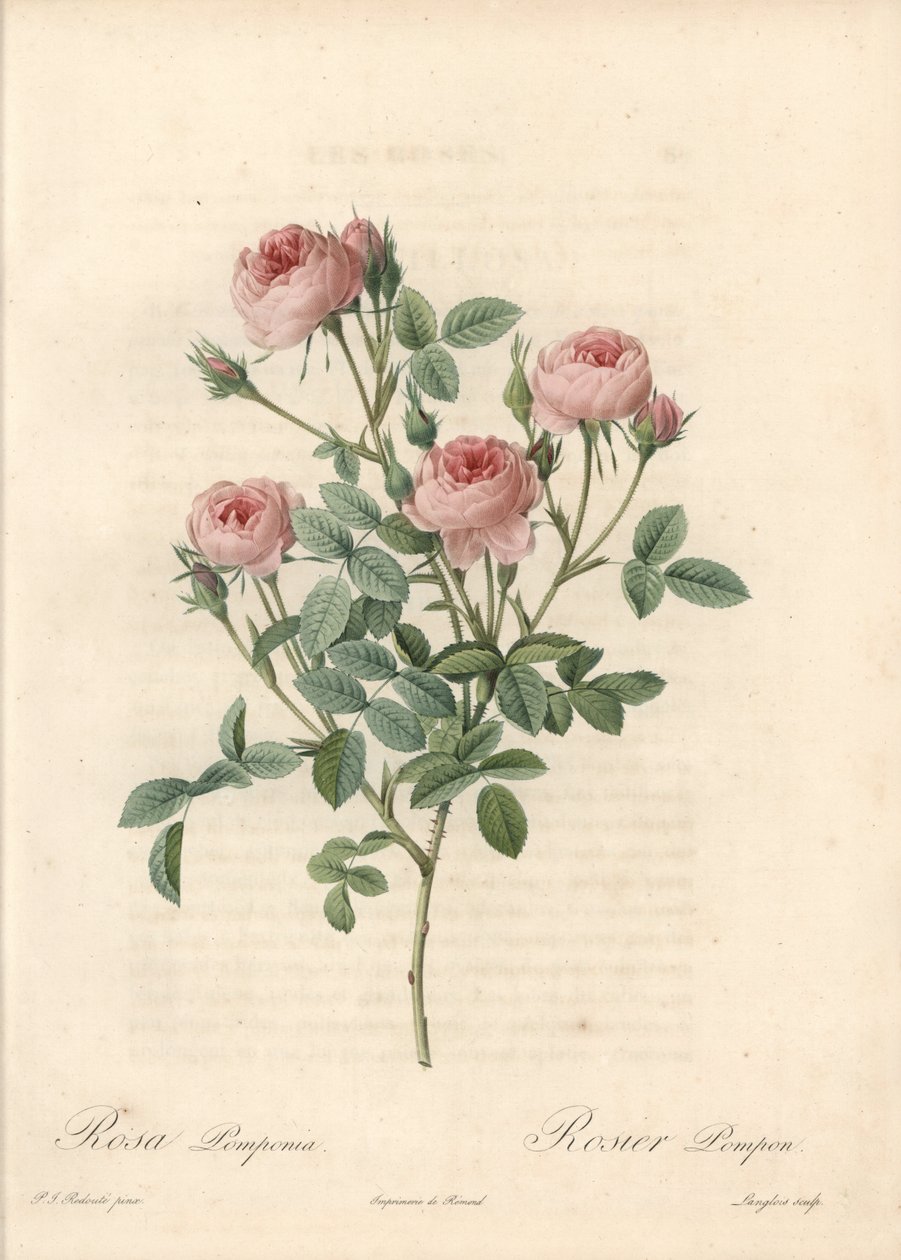 Rose de Meaux rózsaszín virágokkal – Langlois rézkarca, Pierre Joseph Redoute (1759-1840) illusztrációja alapján, a Les Roses-ból alkotó: Pierre Joseph Redouté