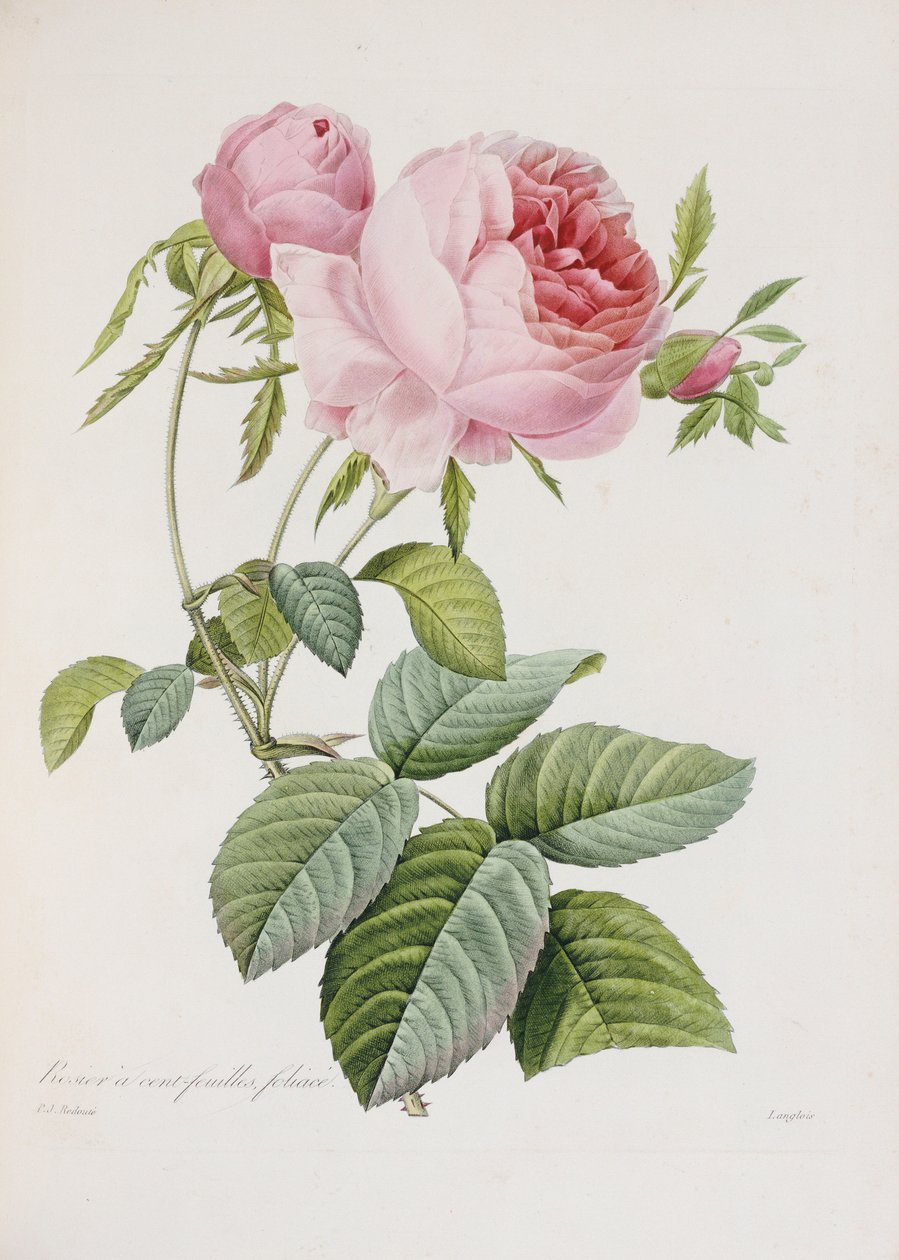 Rózsa, metszett Eustache Hyacinthe Langlois alkotó: Pierre Joseph Redouté