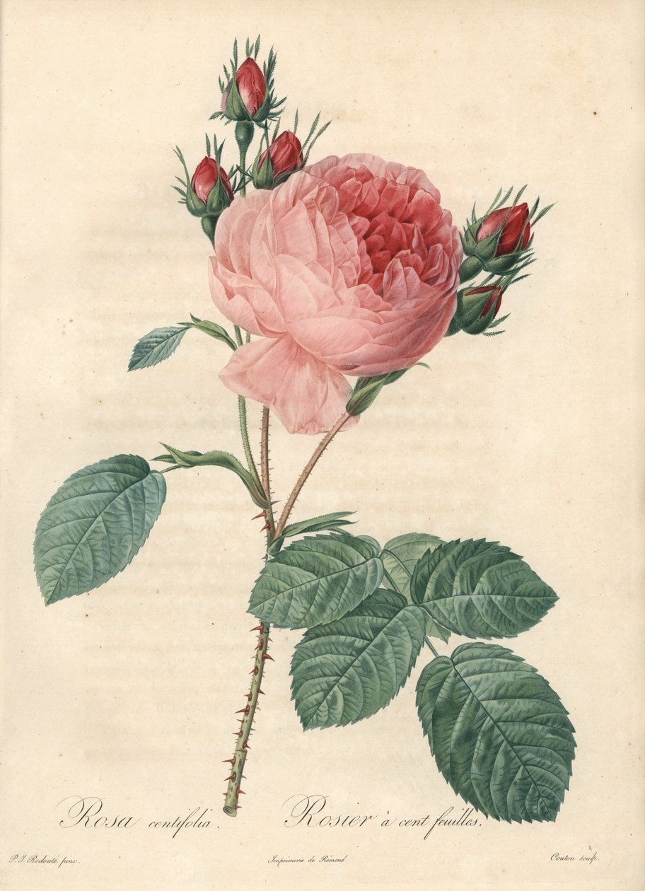 Száz levél rózsa (száz levél) – Charlin Eau forte, Pierre Joseph Redoute (1759-1840) illusztrációja alapján, a Les Roses-ból alkotó: Pierre Joseph Redouté