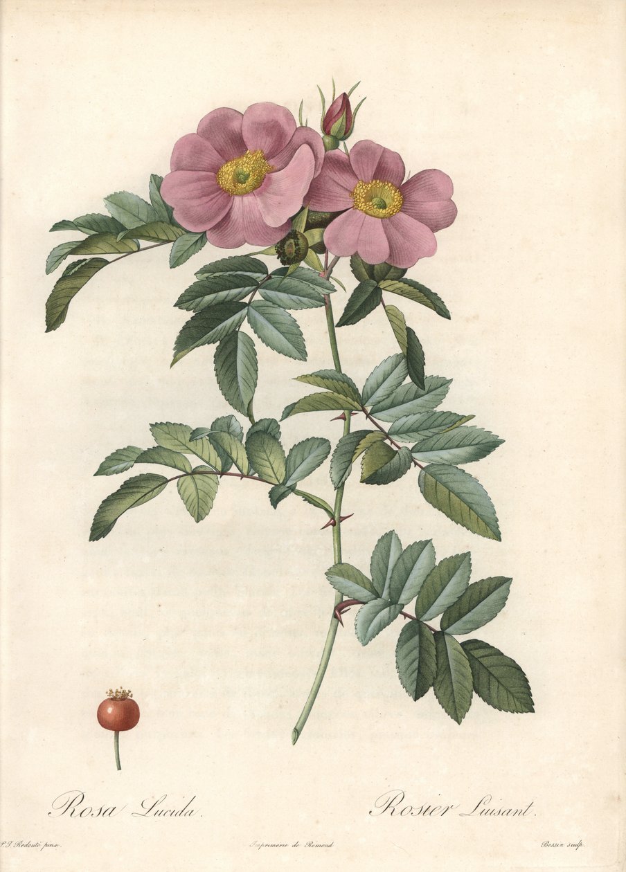 Virginia rózsa, rózsaszín virágokkal – Eau forte de Bessin, Pierre Joseph Redoute (1759-1840) illusztrációja alapján, a Les Rosesból alkotó: Pierre Joseph Redouté