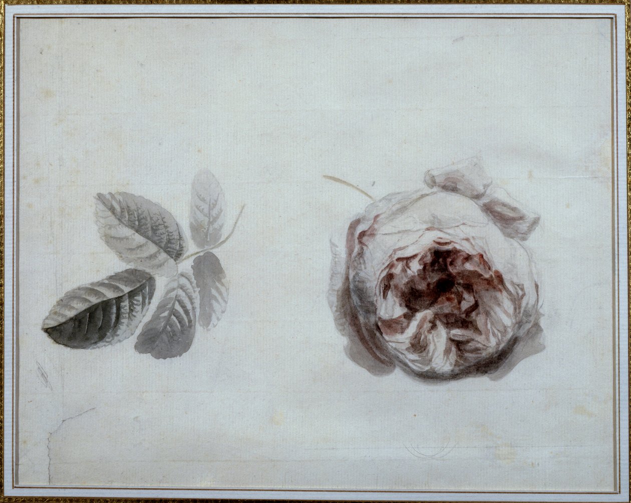 Rózsa tanulmány Pierre Joseph Redoute (1759-1840) akvarellje, 19. századi Malmaison, kastélymúzeum. alkotó: Pierre Joseph Redouté