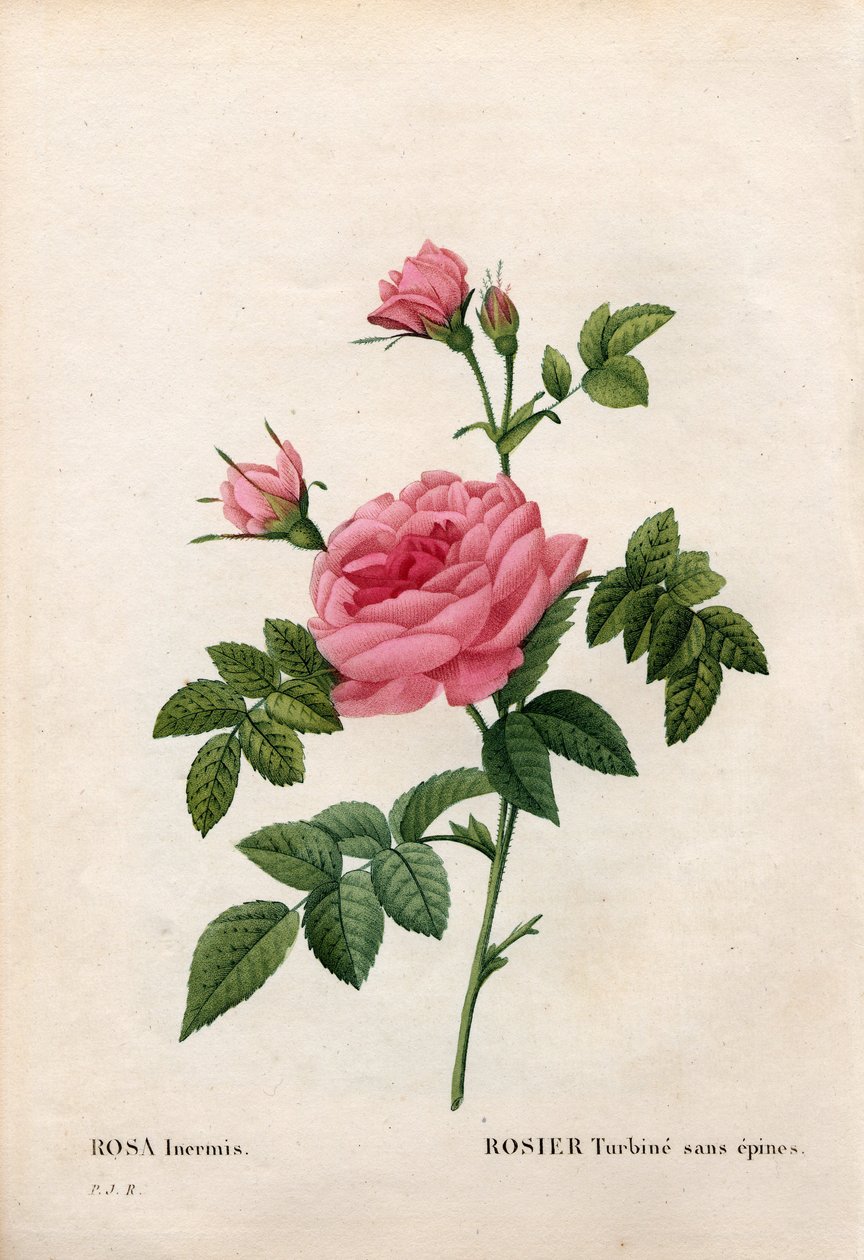 Rózsa tövis nélkül, Rosa francofurtana fajta, Rosier turbine sans thorn. Kézzel színezett rézmetszet, Pierre Joseph Redoute „Les Roses” Paris című művéből alkotó: Pierre Joseph Redouté