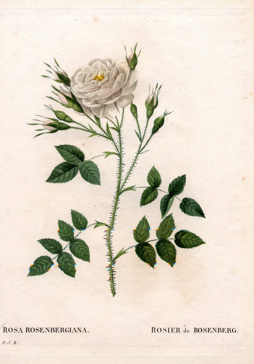 Rosenberg rózsa, Rosa francofurtana fajta, Rosier de Rosenberg. Kézzel színezett rézmetszet, Pierre Joseph Redoute „Les Roses” Paris című művéből alkotó: Pierre Joseph Redouté