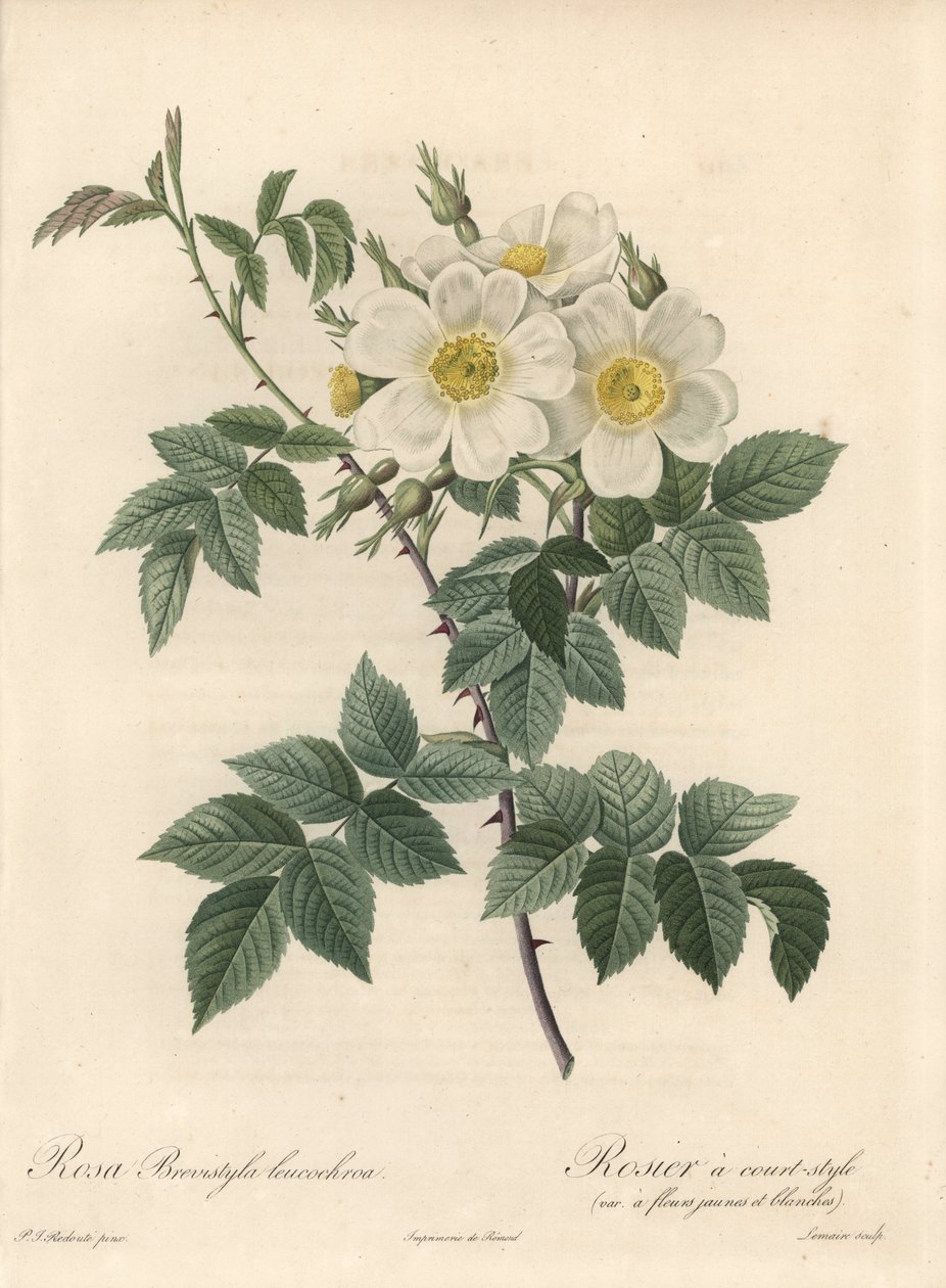 Rózsaszín rövid stílusú, variete sárga és fehér virágokkal - Langlois Charlin Eau forte, Pierre Joseph Redoute (1759-1840) illusztrációjából, kivonat a Les Roses-ból alkotó: Pierre Joseph Redouté
