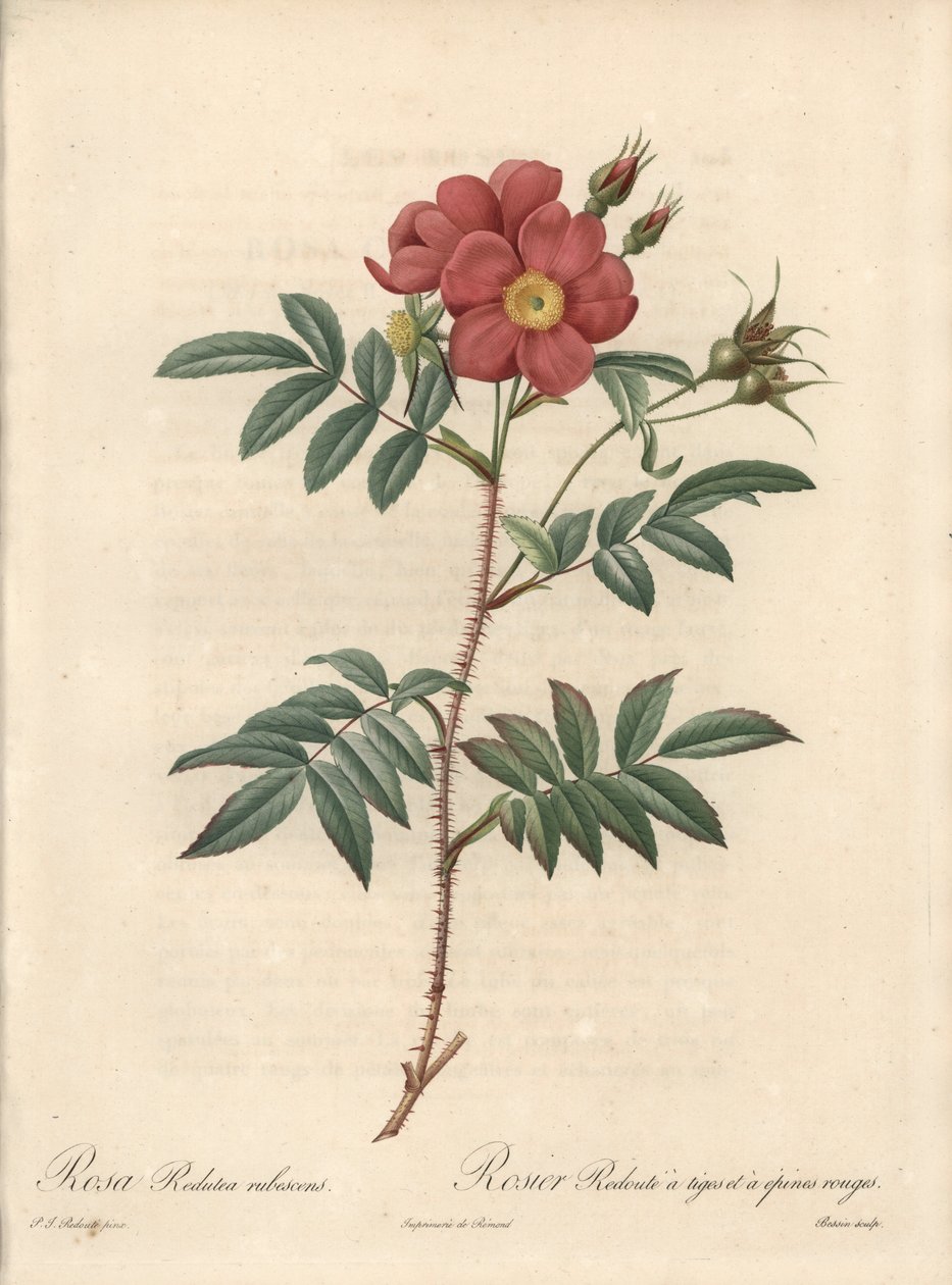 Ragyogó rózsa – Eau forte de Bessin, Pierre Joseph Redoute (1759-1840) illusztrációja alapján, a Les Rosesból alkotó: Pierre Joseph Redouté