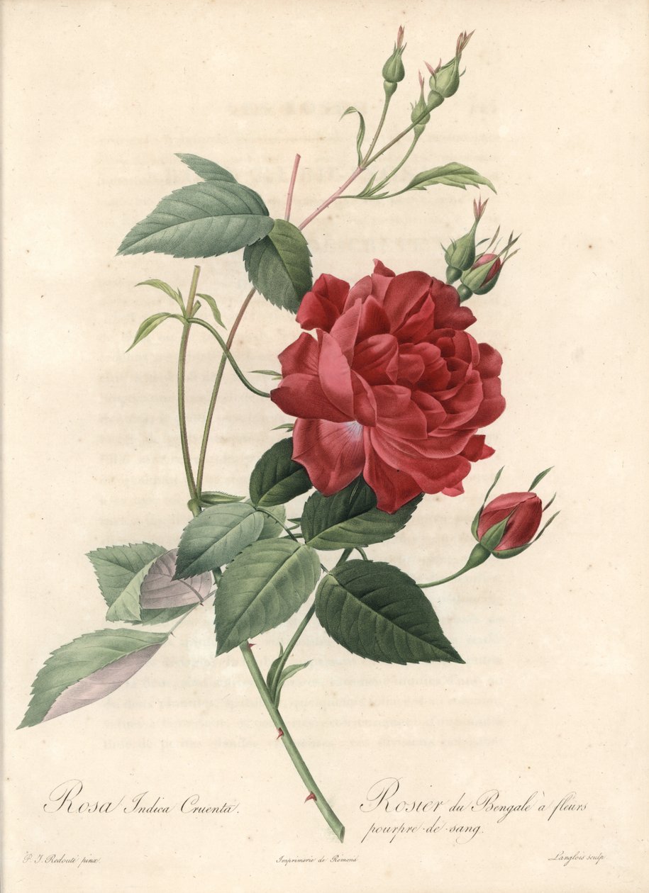 Kínai rózsa – Eau forte de Langlois, Pierre Joseph Redoute (1759-1840) illusztrációja alapján, a Les Rosesból alkotó: Pierre Joseph Redouté