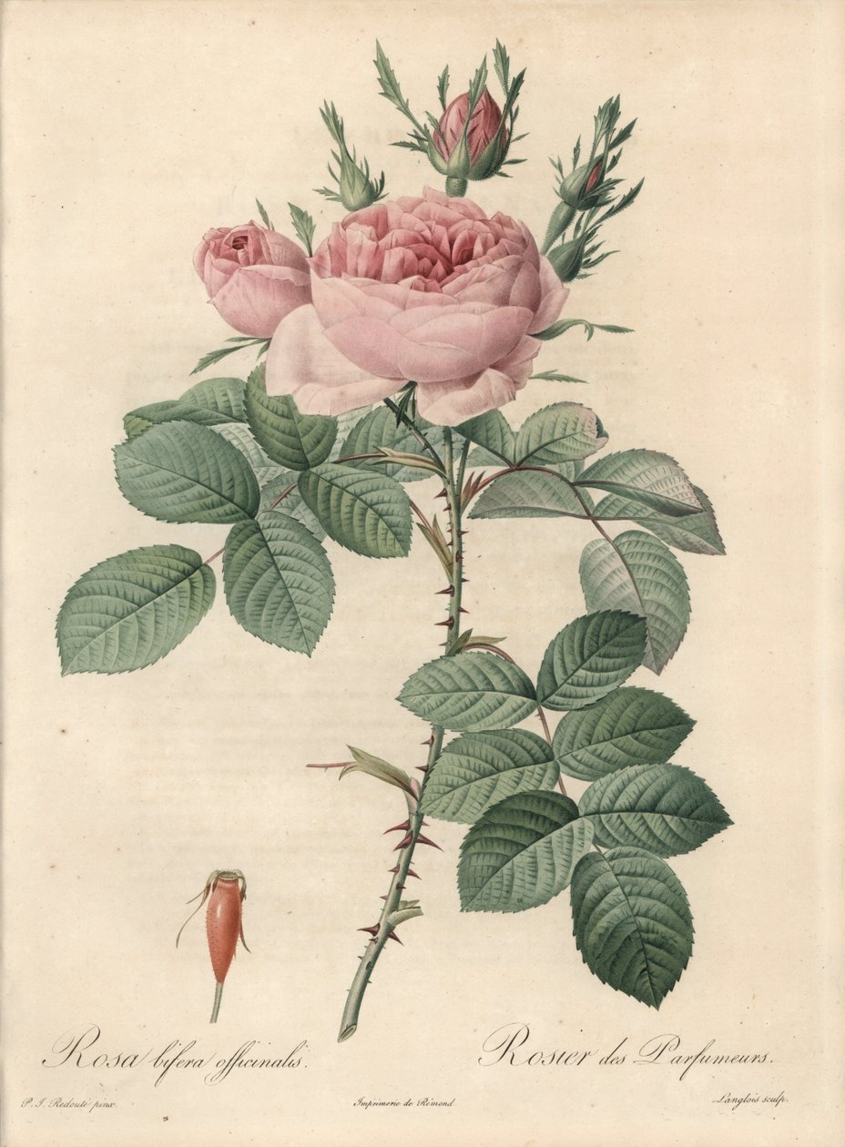 Damaszkuszi rózsa – Eau forte de Langlois, Pierre Joseph Redoute (1759-1840) illusztrációja alapján, a Les Rosesból alkotó: Pierre Joseph Redouté