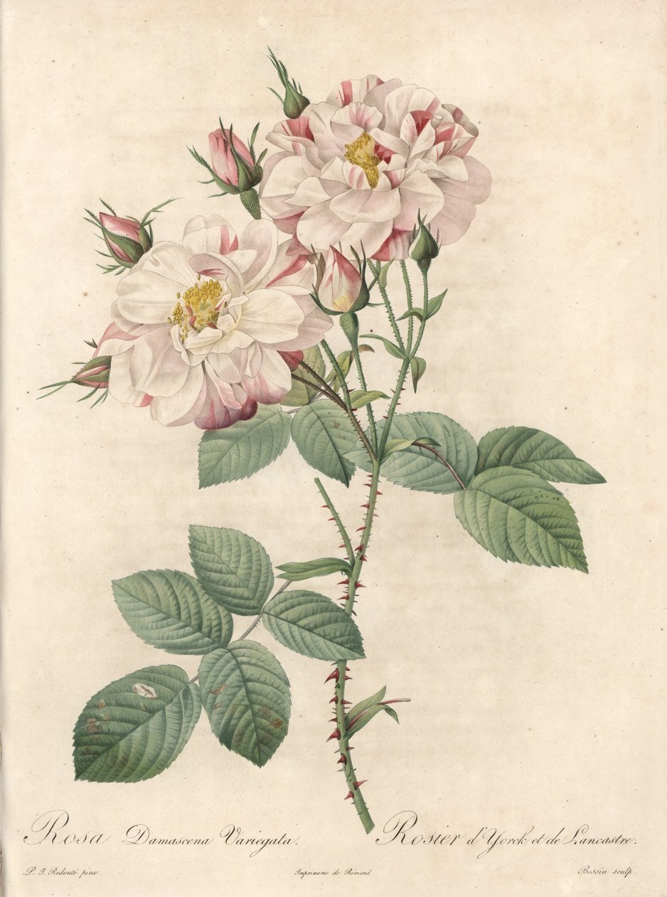 Damaszkuszi rózsa, York és Lancaster fajta – Bessin rézkarc, Pierre Joseph Redoute (1759-1840) illusztrációjából, a Les Roses-ból alkotó: Pierre Joseph Redouté
