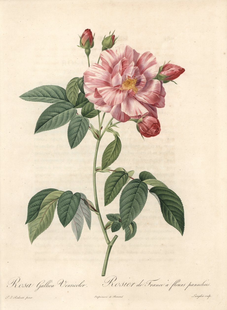 Franciaország rózsa vagy Provins rózsa, versicolor fajta - Langlois rézkarca, Pierre Joseph Redoute (1759-1840) illusztrációjából, kivonat a Les Roses-ból alkotó: Pierre Joseph Redouté