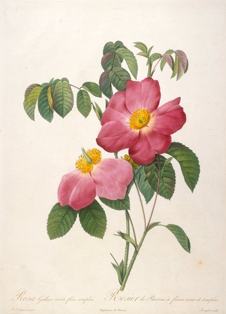 Provinsi rózsabokor a La Couronne de rosesből, 1817-1824. alkotó: Pierre Joseph Redouté