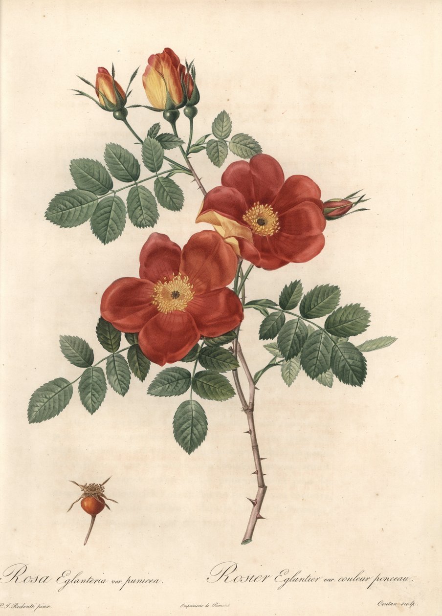 Ausztria rózsás rózsavirág – Eau forte de Coutan, Pierre Joseph Redoute (1759-1840) illusztrációja alapján, a Les Roses-ból alkotó: Pierre Joseph Redouté