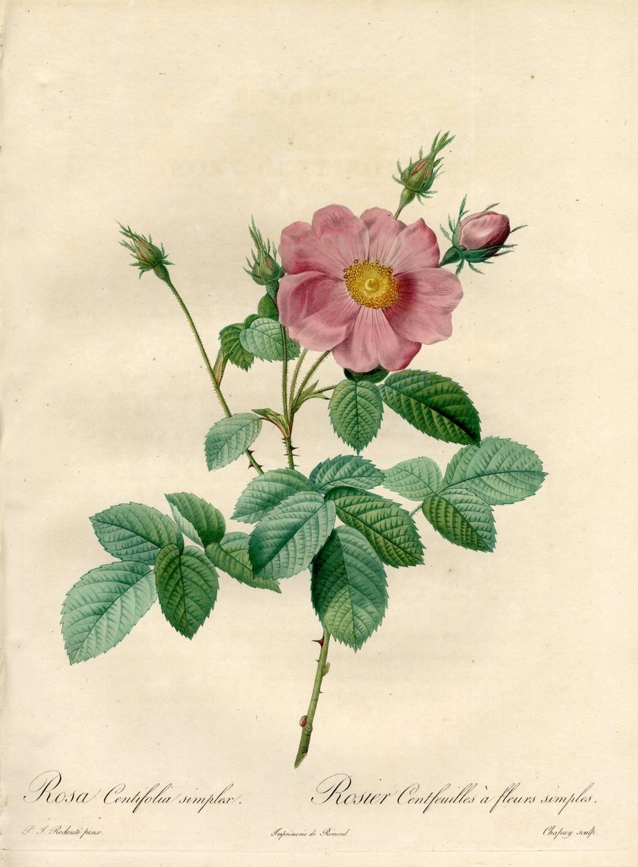 Száz rózsás levelű egyszerű virágokkal – Eau forte de Chapuy, Pierre Joseph Redoute (1759-1840) illusztrációjából, a Les Rosesból alkotó: Pierre Joseph Redouté