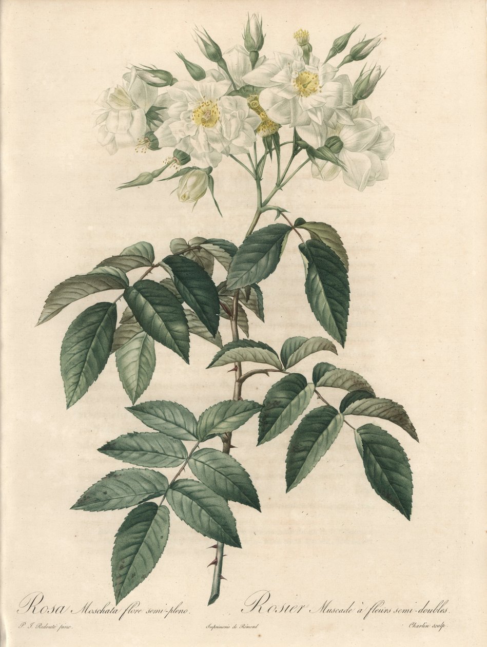 Pézsmarózsa, dupla virágokkal – Charlin rézkarca, Pierre Joseph Redoute (1759-1840) illusztrációjából, kivonat a Les Roses-ból alkotó: Pierre Joseph Redouté