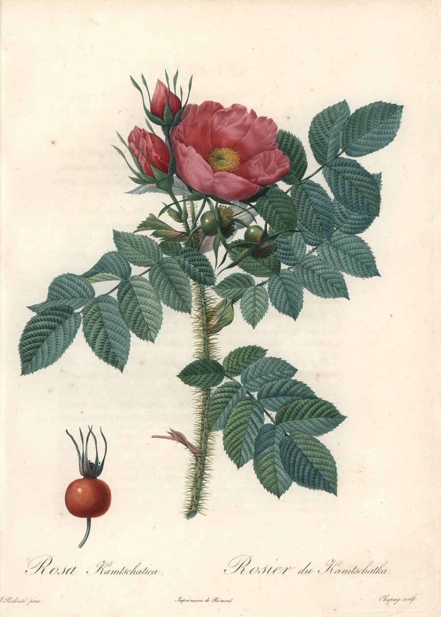 Durva rózsa vagy kamcsatkai rózsa – Eau forte de Chapuy, Pierre Joseph Redoute (1759-1840) illusztrációjából, a Les Rosesból alkotó: Pierre Joseph Redouté