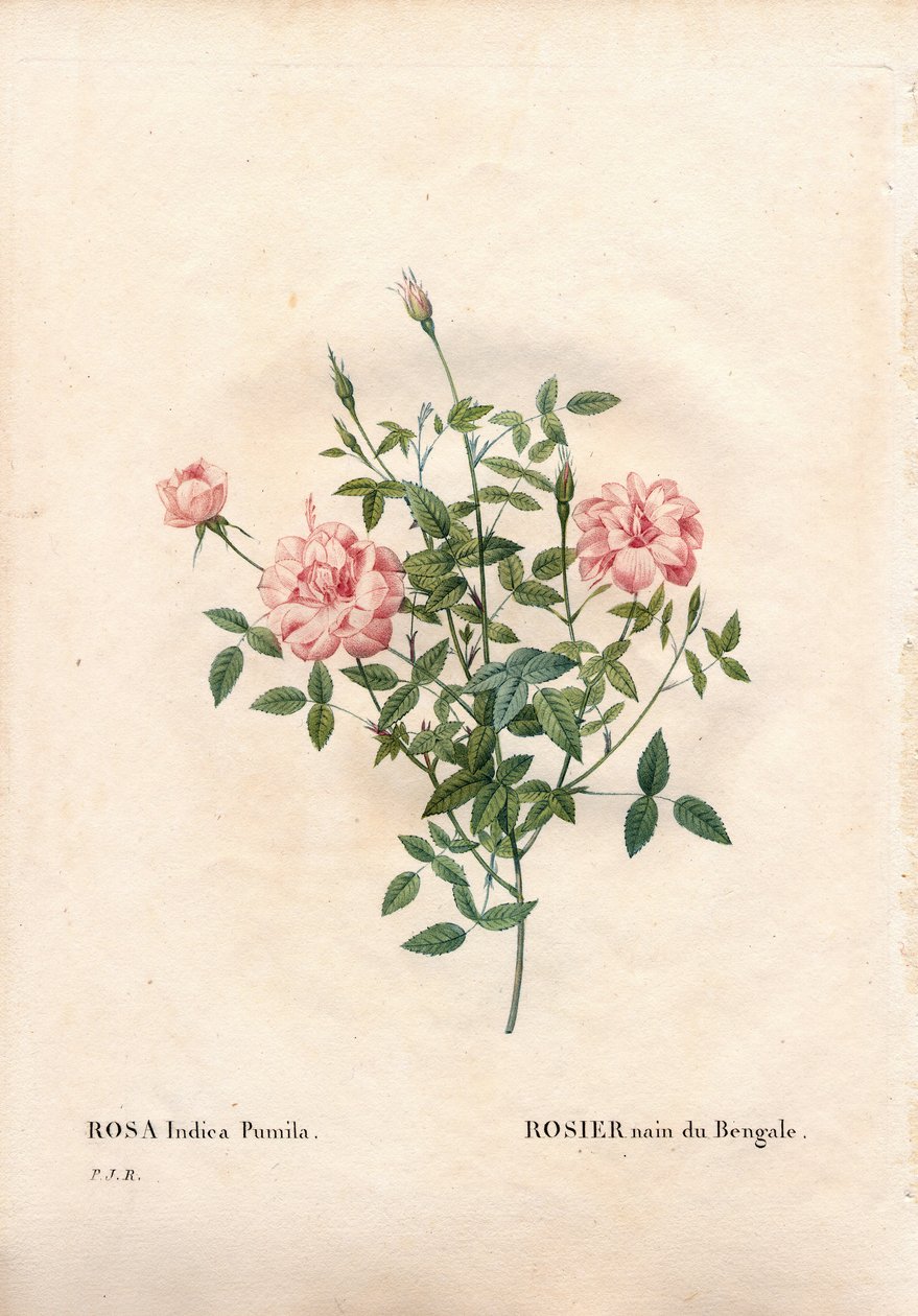 Rouletii rose, Rosa chinensis var. minimum Rouletii, bengáli törpe rózsa. Kézzel színezett rézmetszet, Pierre Joseph Redoute „Les Roses” Paris című művéből alkotó: Pierre Joseph Redouté