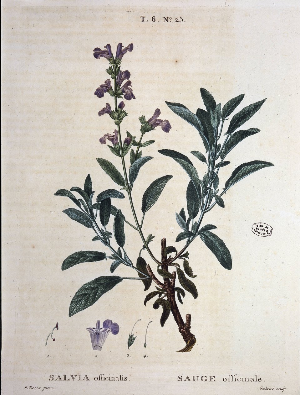 Zsálya officinalis – a „” New Duhamelben, vagy a franciaországi ágakról szóló értekezésben, P. J. Redouté és P. Bessa rajzai, Párizs alkotó: Pierre Joseph Redouté