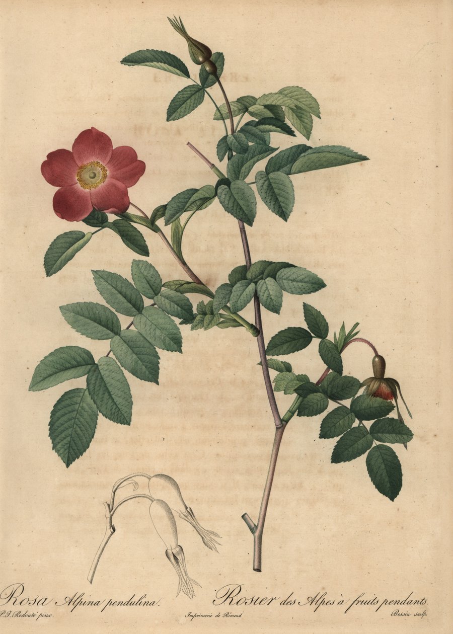 Skarlát alpesi rózsa, Rosa pendulina alkotó: Pierre Joseph Redouté