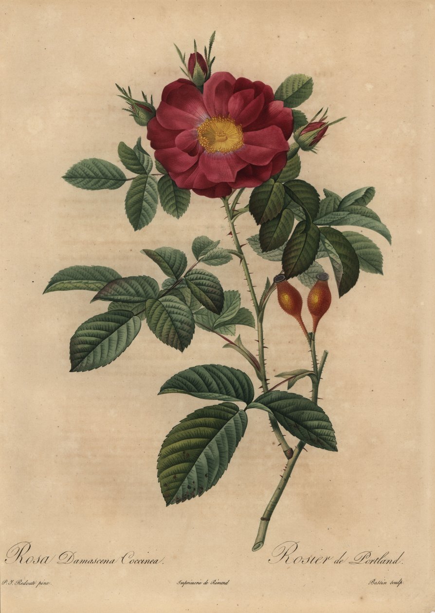 Skarlát damaszt rózsa, Rosa damascena alkotó: Pierre Joseph Redouté
