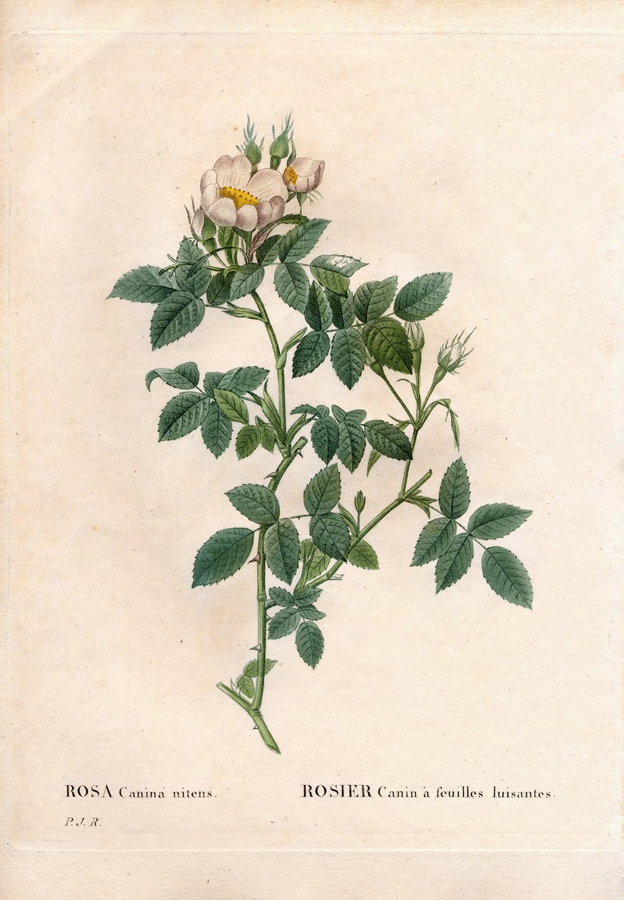 Fényes levelű kutyarózsa, Rosa canina fajta, Canine rózsa fényes levelekkel. Kézzel színezett rézmetszet, Pierre Joseph Redoute „Les Roses” Paris című művéből alkotó: Pierre Joseph Redouté