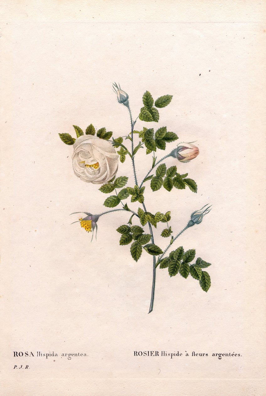 Ezüstvirágú rózsa rózsa, Rosa tomentosa fajta, Pink Rose ezüst virágokkal. Kézzel színezett rézmetszet, Pierre Joseph Redoute „Les Roses” Paris című művéből alkotó: Pierre Joseph Redouté