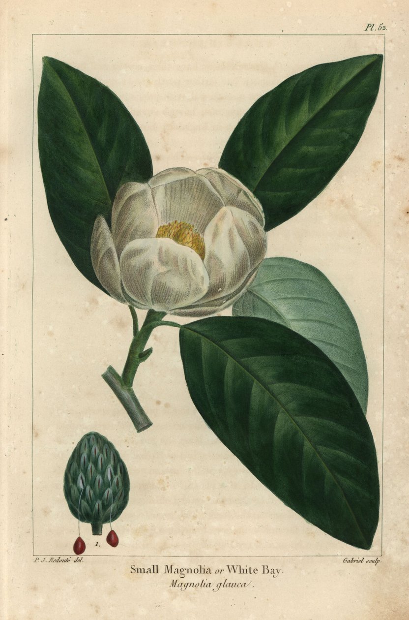 Kis magnóliafa vagy fehér öböl, Magnolia glauca (metszet) alkotó: Pierre Joseph Redouté