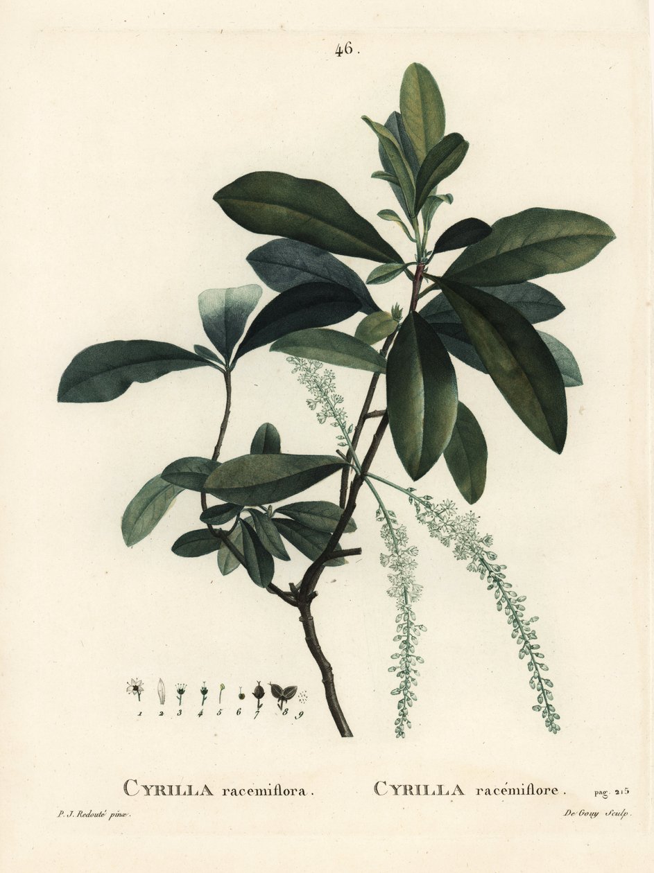 Mocsári cyrilla, Cyrilla racemiflora. De Gouy kézzel színezett foltmetszet Pierre-Joseph Redoute illusztrációja nyomán Henri Louis Duhamel du Moncel Treat des Arbres et Shrustes című művéből, Párizs alkotó: Pierre Joseph Redouté