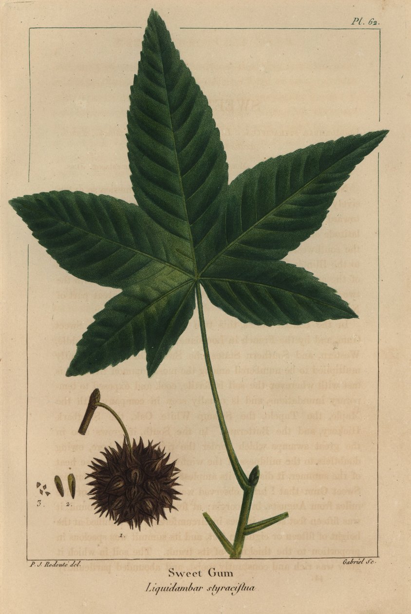 Édes gumifa, Liquidambar styraciflua (metszet) alkotó: Pierre Joseph Redouté