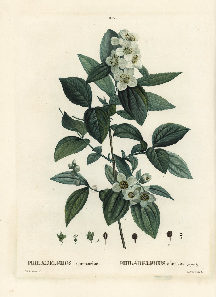 Édes gúnynarancs, angol som, Philadelphus coronarius. Tassaert kézzel színezett foltmetszet Pierre-Joseph Redoute illusztrációja nyomán Henri Louis Duhamel du Moncel Treat des Trees et Shrustes című művéből, Párizs alkotó: Pierre Joseph Redouté