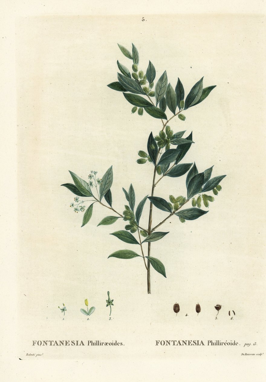 Szíriai ligesz, Fontanesia phillyreoides. Du Ruisseau kézzel színezett foltmetszet Pierre-Joseph Redoute illusztrációja nyomán Henri Louis Duhamel du Moncel Treat des Arbres et Shrustes című művéből, Párizs alkotó: Pierre Joseph Redouté