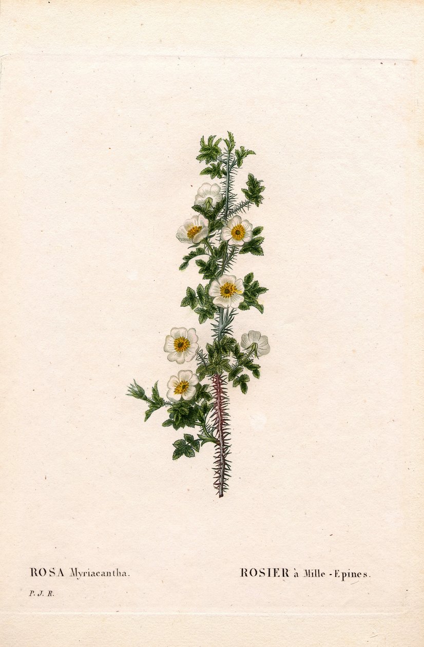 Ezertüskés rózsa, Myriacantha rózsa, Ezertüskés rózsa. Kézzel színezett rézmetszet, Pierre Joseph Redoute „Les Roses” Paris című művéből alkotó: Pierre Joseph Redouté